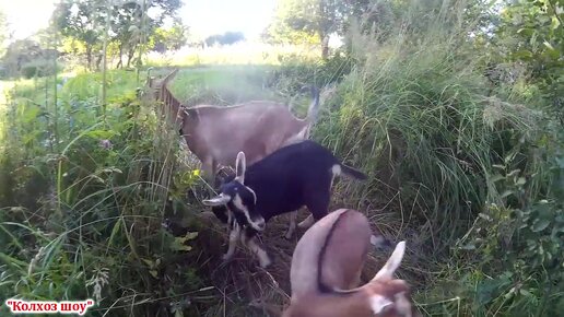 В порно видео деревня трахают девушек на фоне деревенского вида.