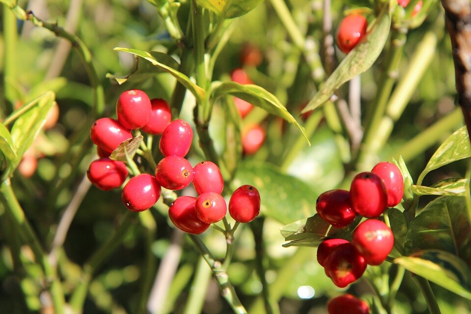 Фото: Pixabay