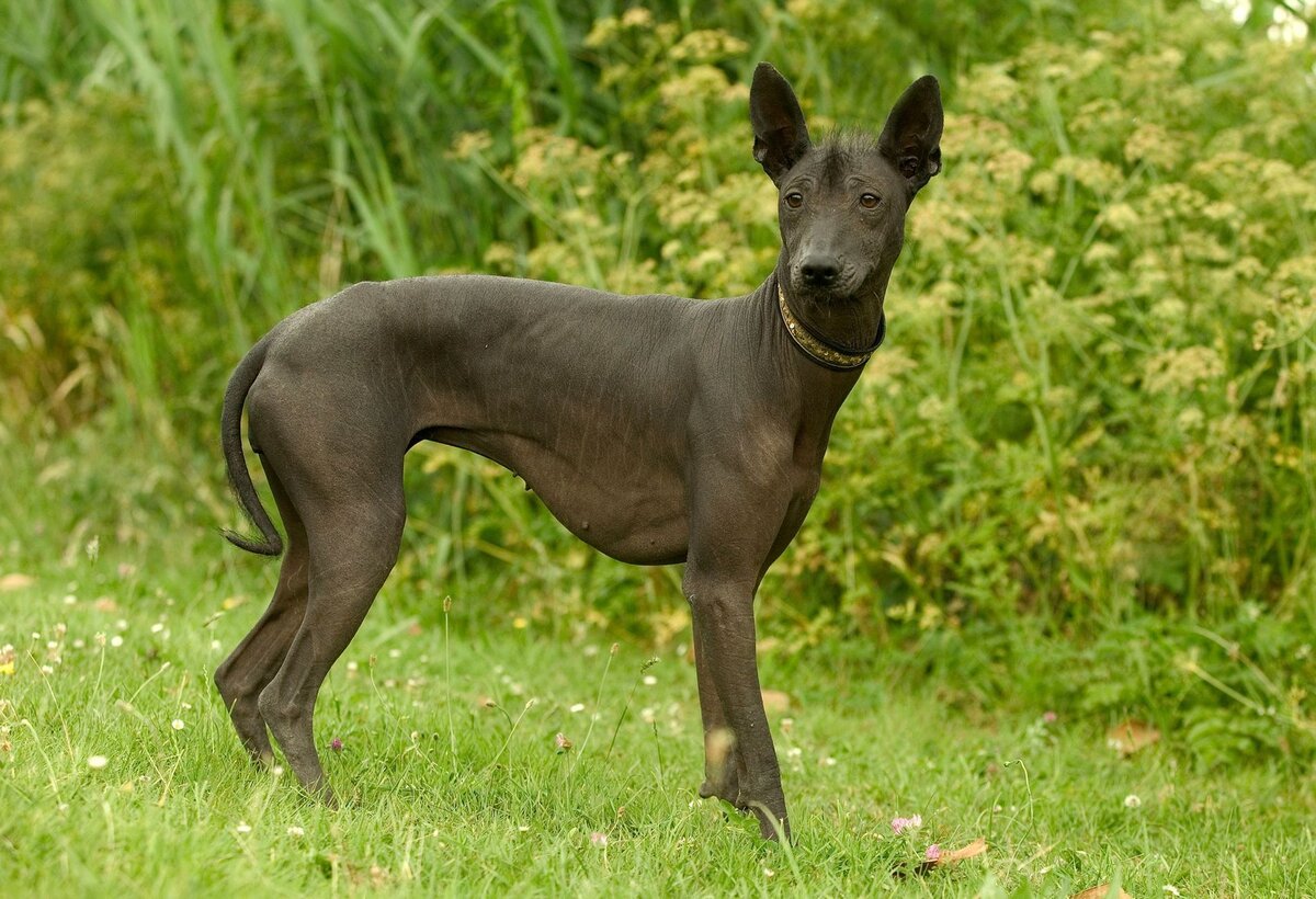 Xoloitzcuintle