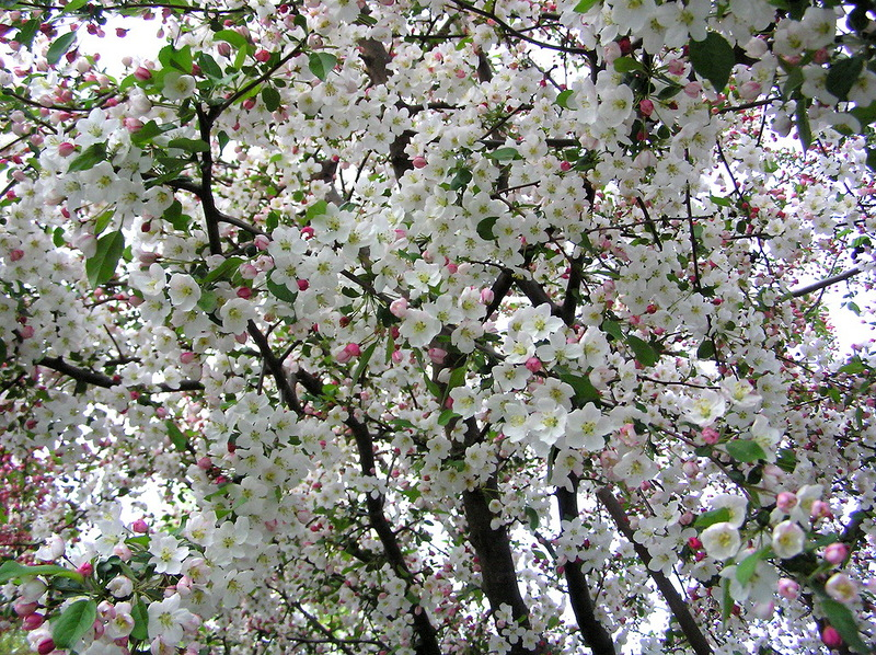 Цветение 3 месяца. Яблоня мельба цветение. яблоня маньчжурская malus mandshurica. яблоня сарджента. яблоня сиверса цветет весной.
