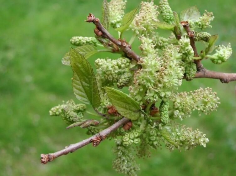 шелковица цветение. тутовник цветет. шелковицу весной. шелковица гигант пакистана. шелковица с красными листьями.