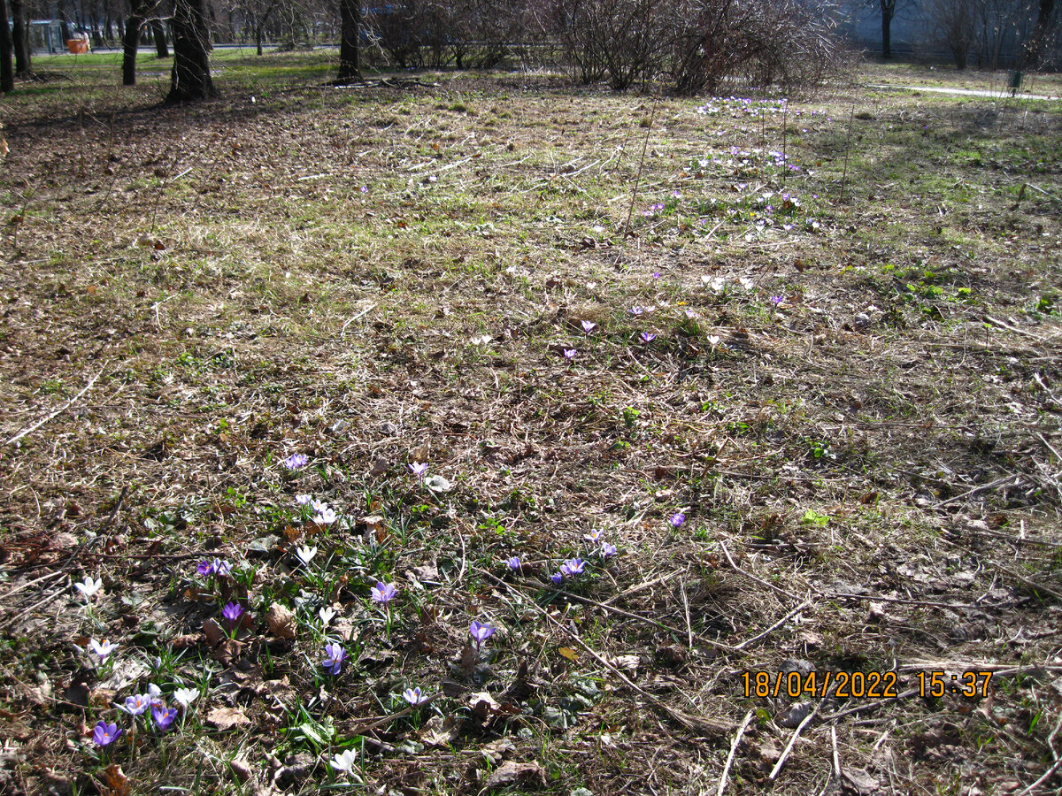 Крокусы цветут в Петровском парке Москвы