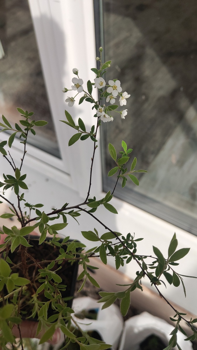 Спирея из теплицы. Моя на участке только продала первые признаки жизни. 