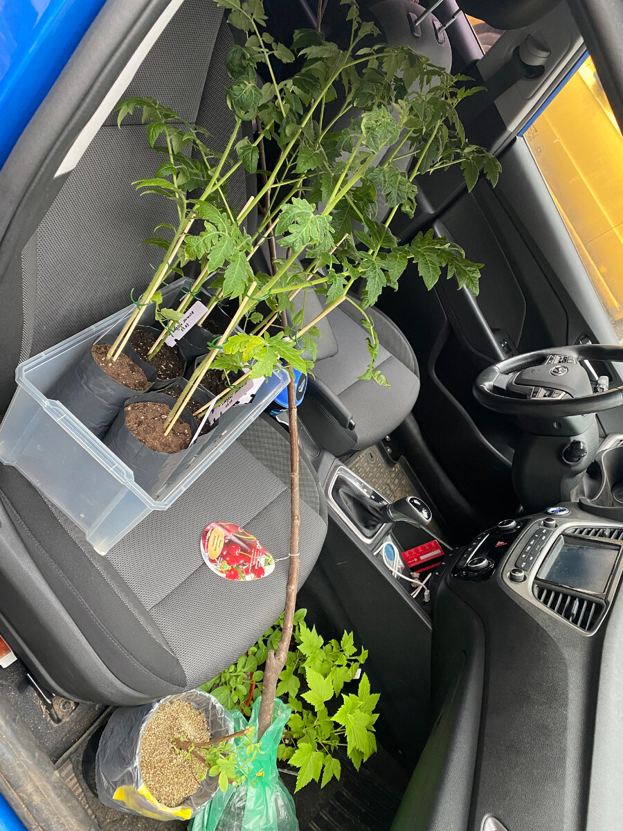 Здесь опять же томаты, еще одна жимолость, черная смородина и вишня. Вся рассада цветов поехала на машине мужа.