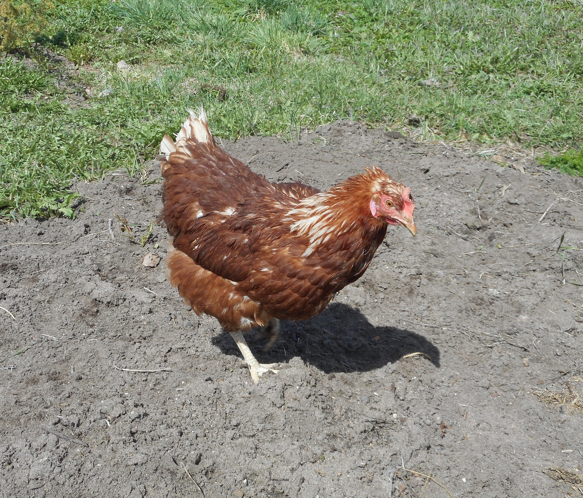 Ломан Браун