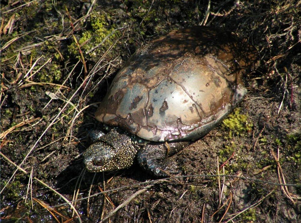 Болотная черепаха