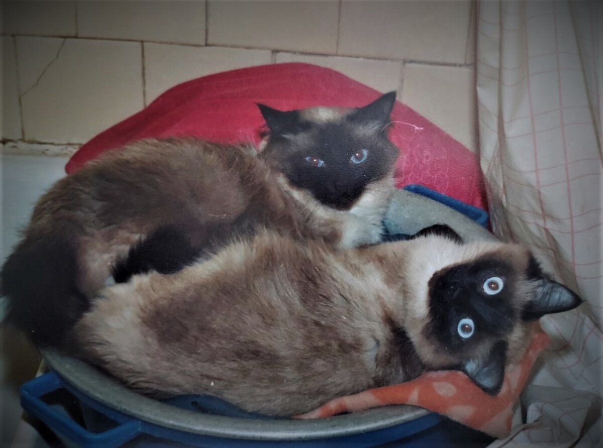 Так кошки спали в ванной. Фото старое, как и ремонт))