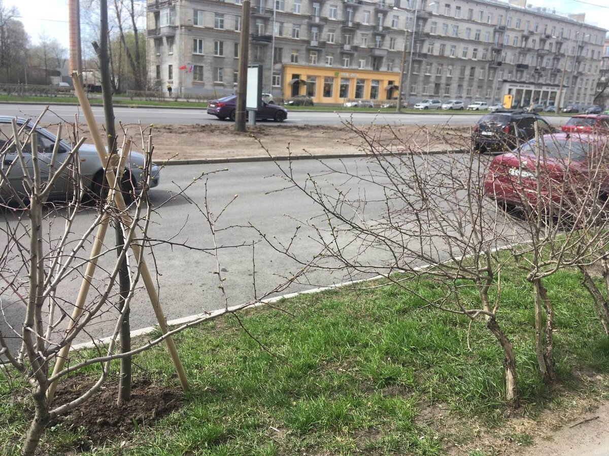 Клумбы