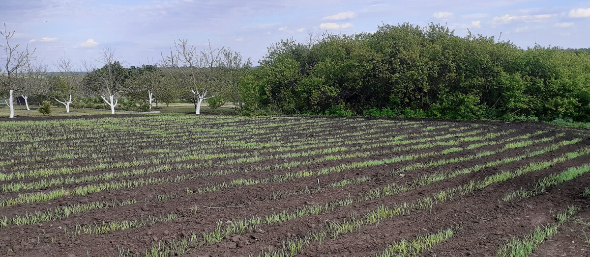 Арт-трек «Мир глазами детей» Формат «Пейзажная съёмка» Название «Первые всходы»