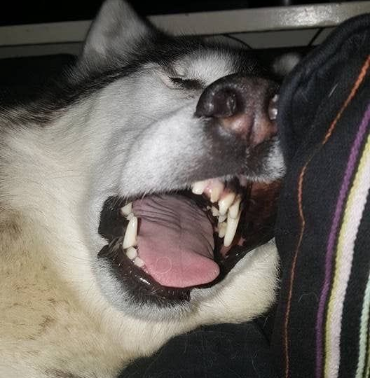 10 фотографий спящих животных, для поднятия настроения!