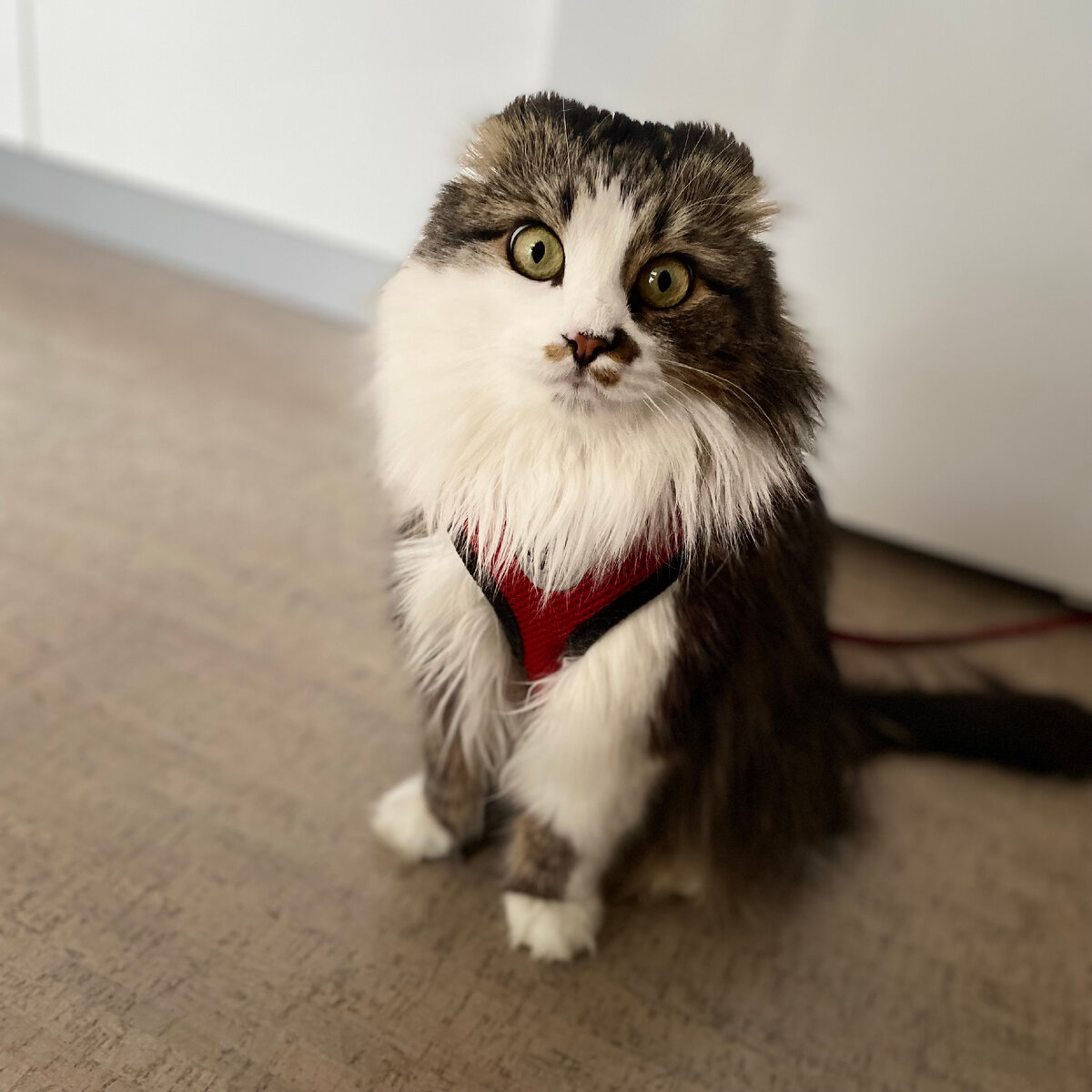 Кузяка сам в шоке от такого количества понаехавших...