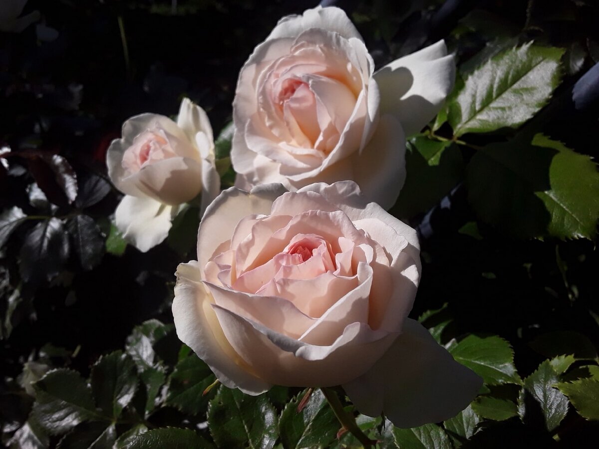 Плетистая роза Palais Royal