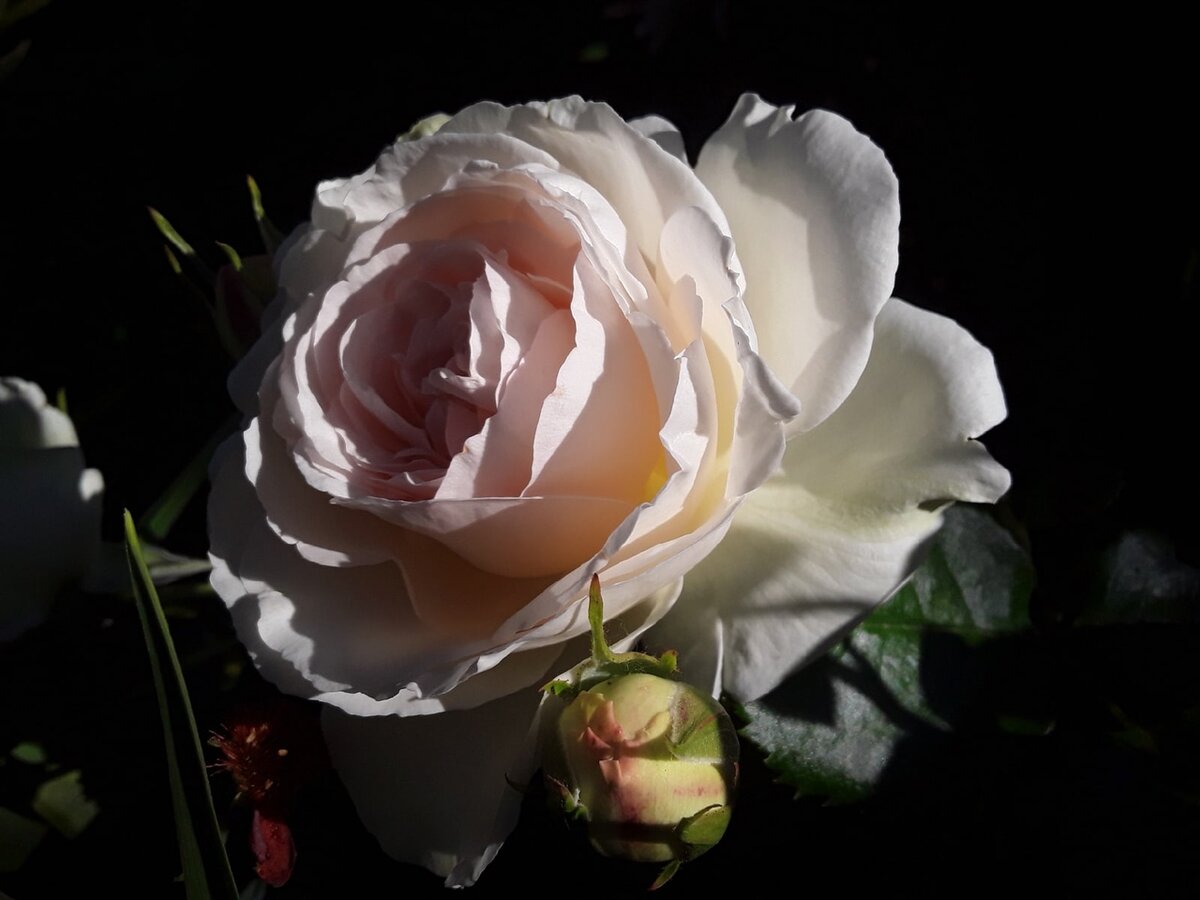 Погода стоит нежаркая - отлично для долгого цветения