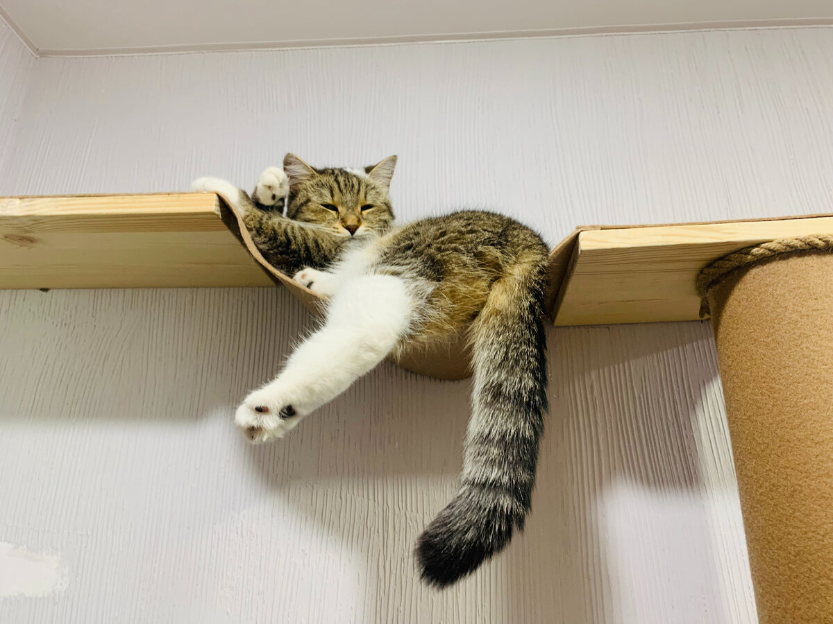 Сибирская кошка лежит в гамаке настенной лазалки