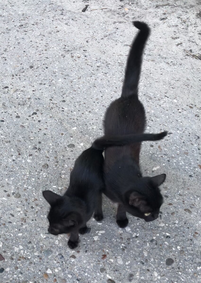 Чёрная кошка, чёрный котёнок… фото Автора канала.