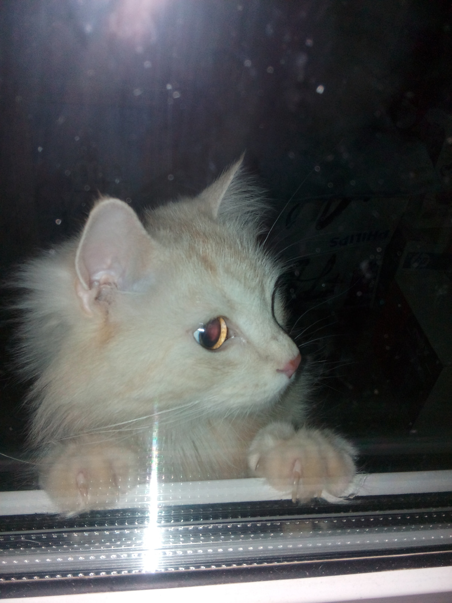 Пустите на кухню срочно!