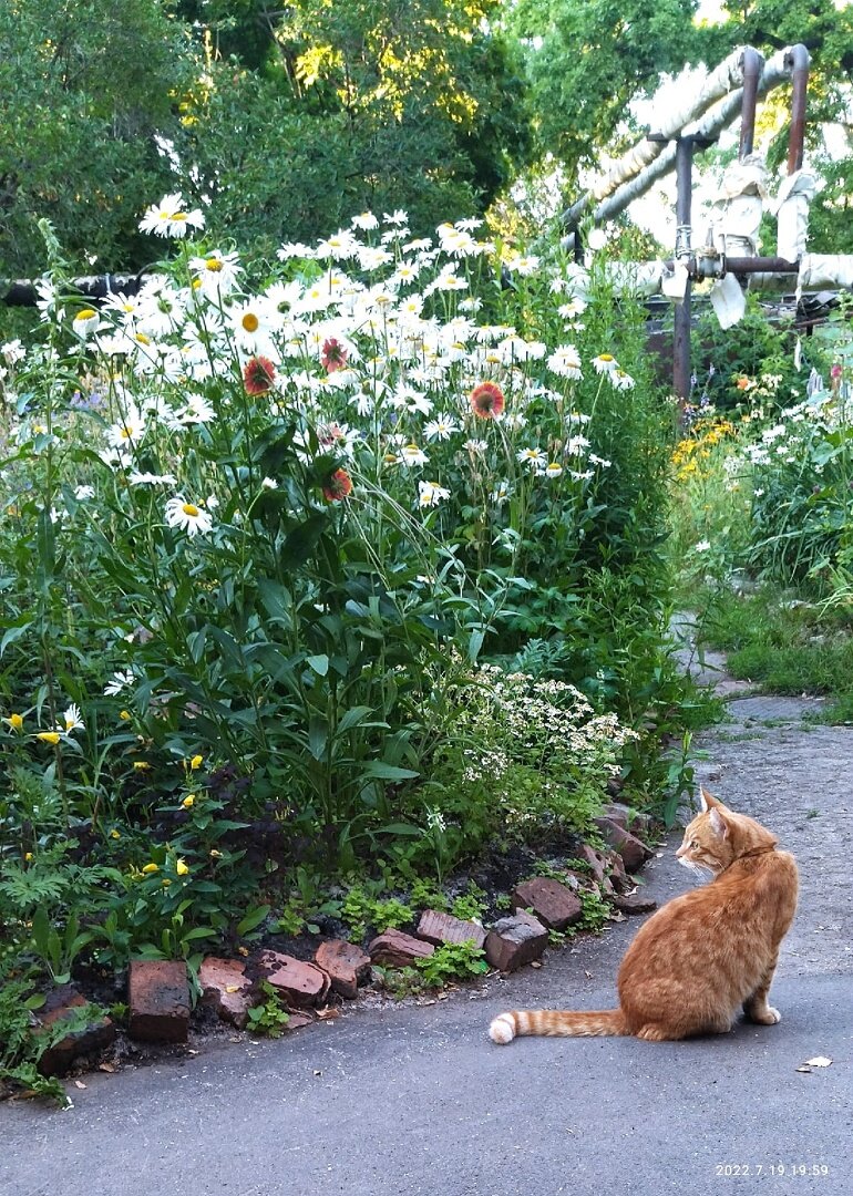 кота зовут Рыжий. Любимец всех местных жителей, чем он отлично пользуется