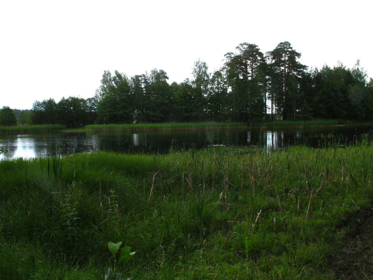 Летний мелкий дождь на рукотворном пруду.