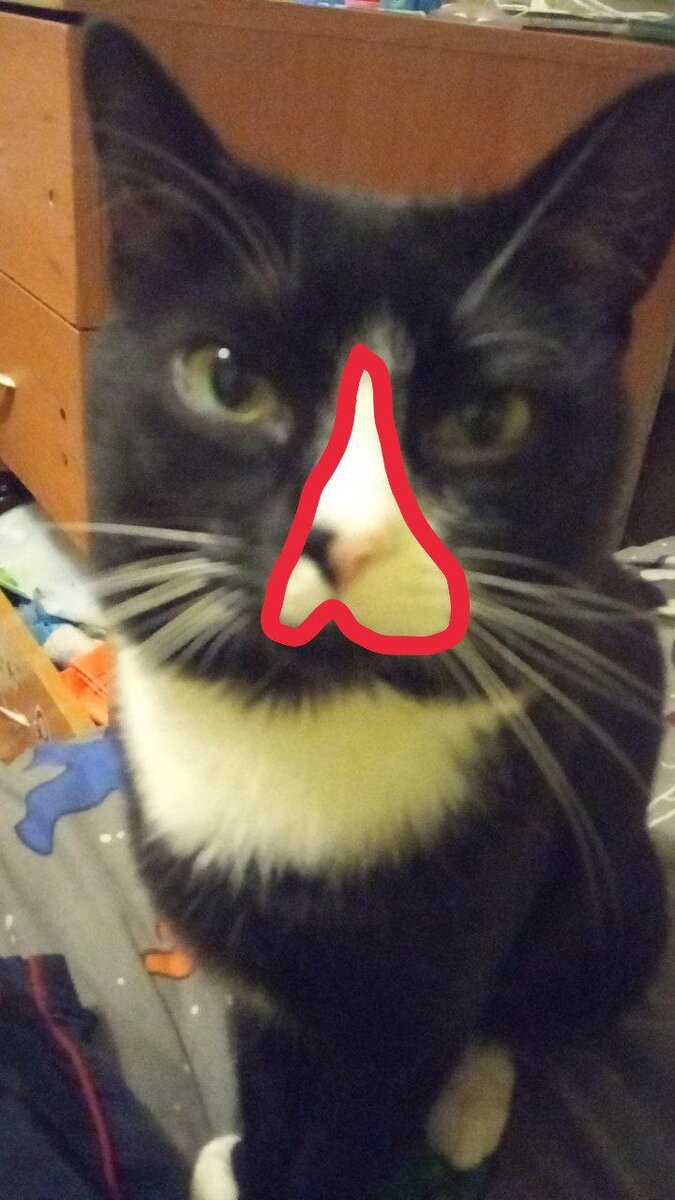 Это не мой кот если что