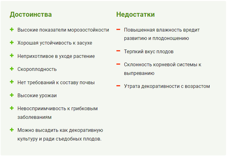 Вишня Бессея: описание и характеристики этого мега-урожайного сорта ...