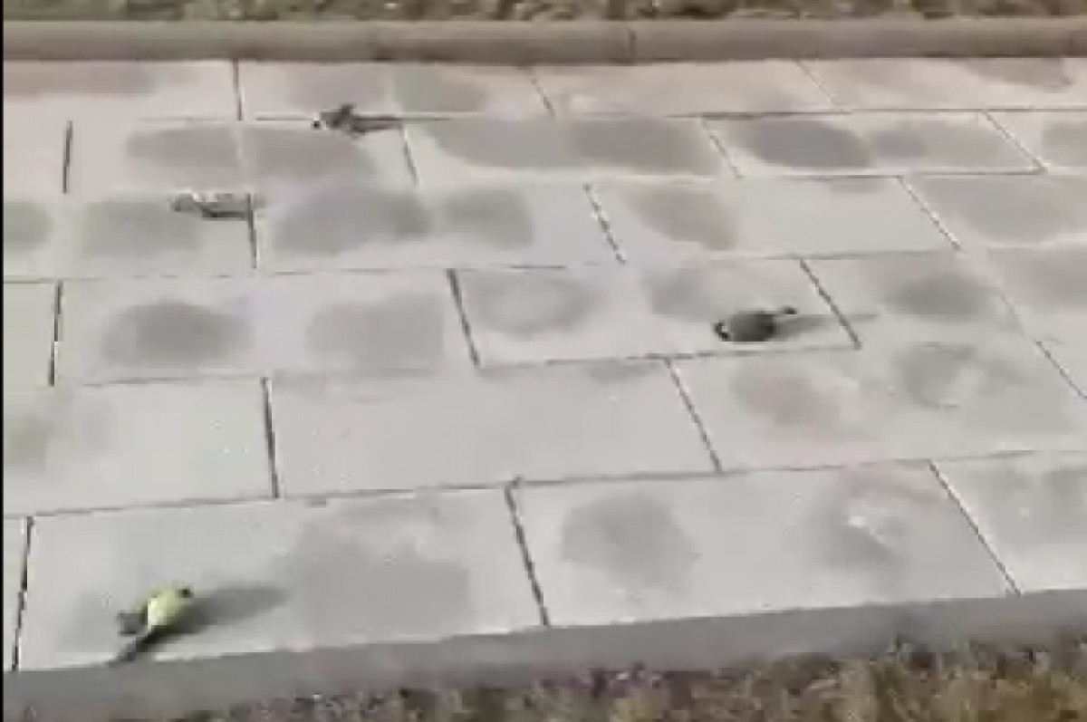    Причиной гибели птиц на набережной в Новосибирске могло стать отравление