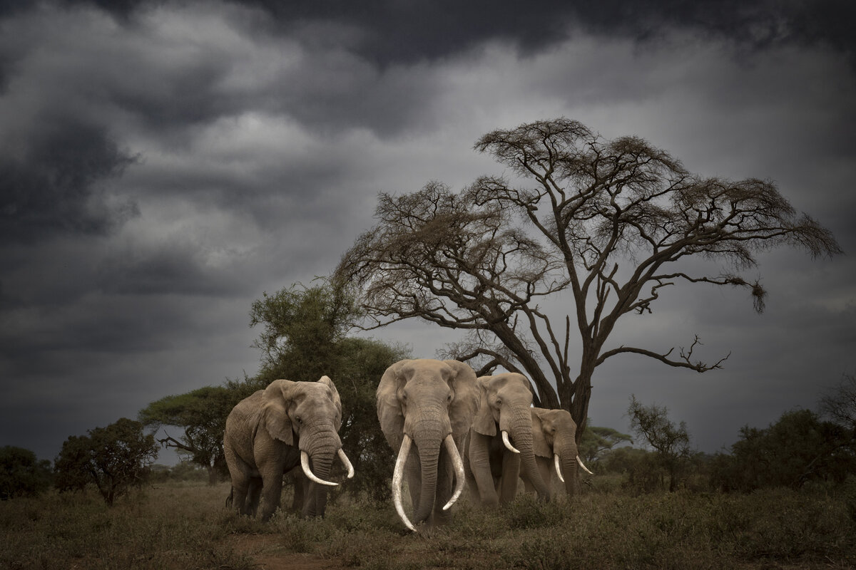 FIAP Bronze Medal (Eurasia club), Tusker with Askari/  