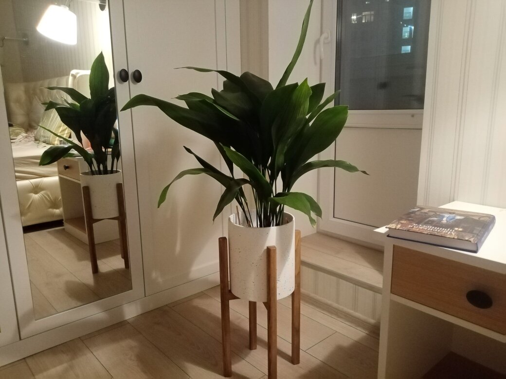 Самая неприхотливая вечнозелёная аспидистра. Фото автора.