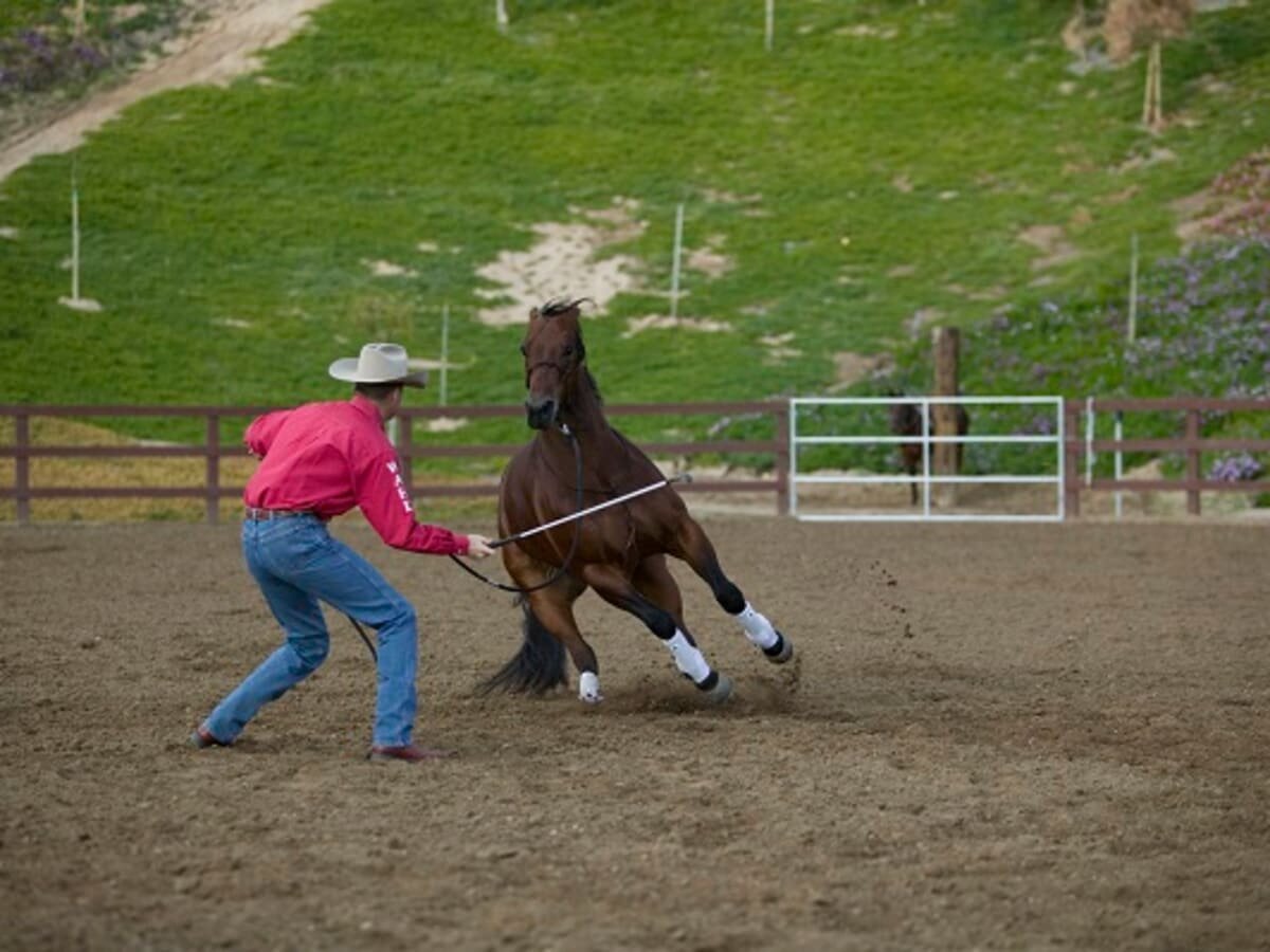 Практически все распиаренные вестерн-методы построены на доведение лошади до СВБ. В них может не применятся физического насилия, но идет очень сильное воздействие на психику лошади.