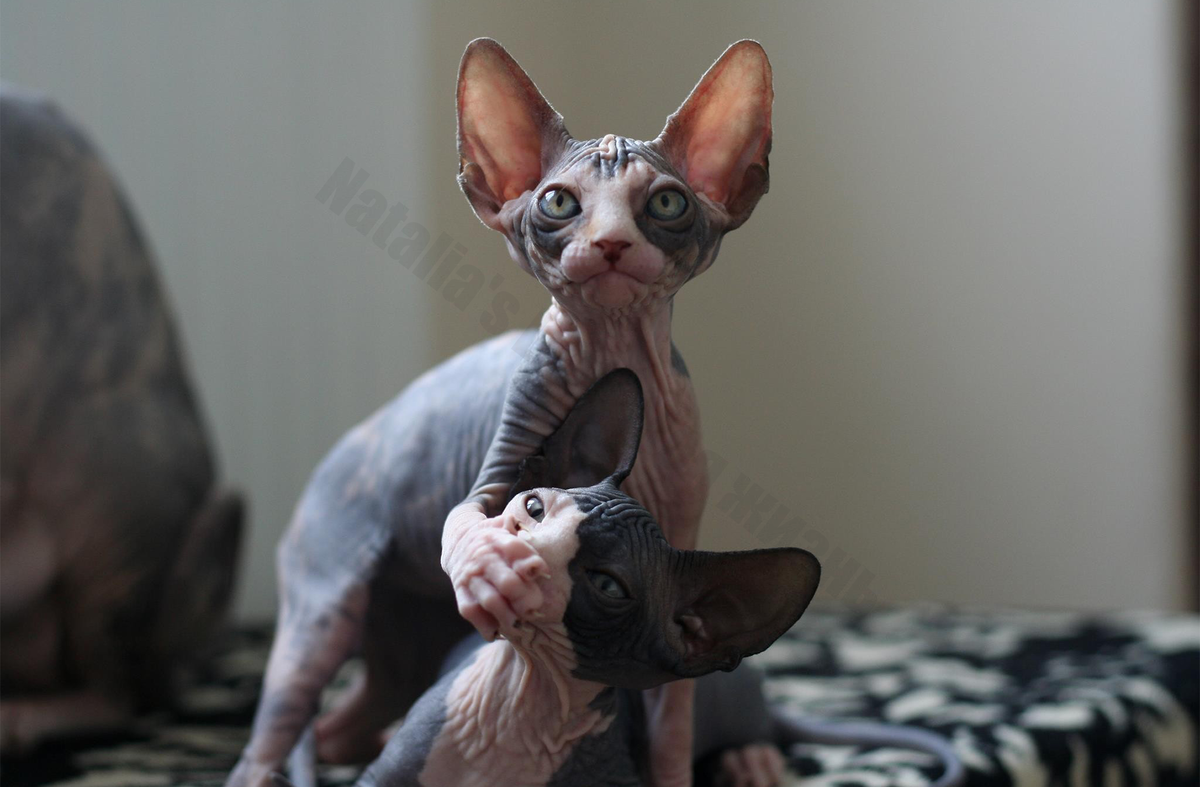 Такие милахи :)