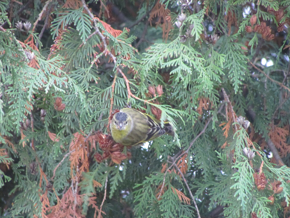 Чиж кормится семенами туи