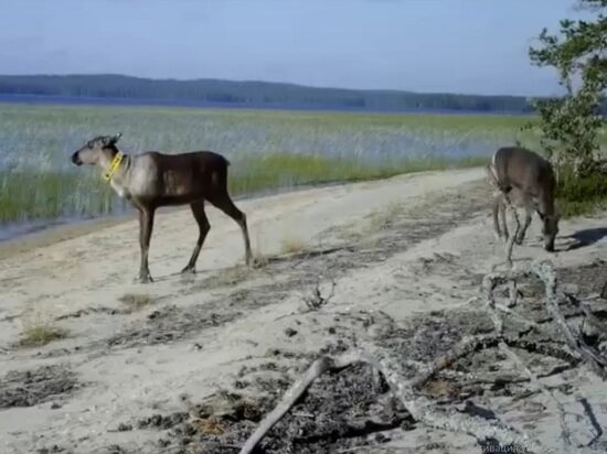     скриншот: паблик заповедника "Костомукшский"