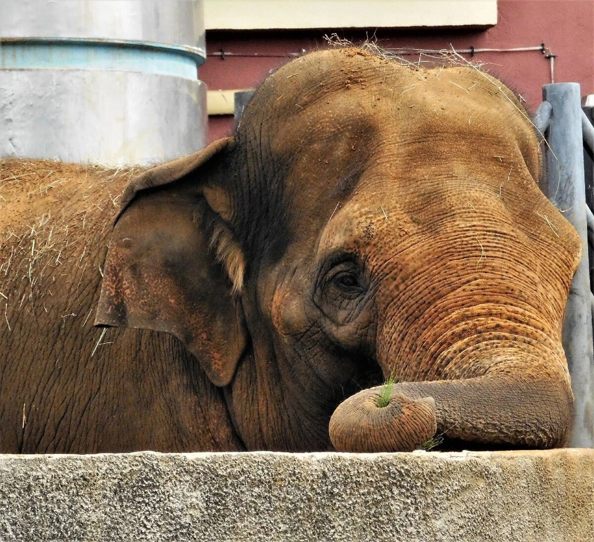 Каждый пучок травы важен