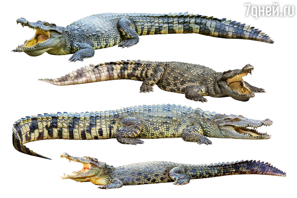    К чему снятся крокодилы 123RF/legion-media.ru