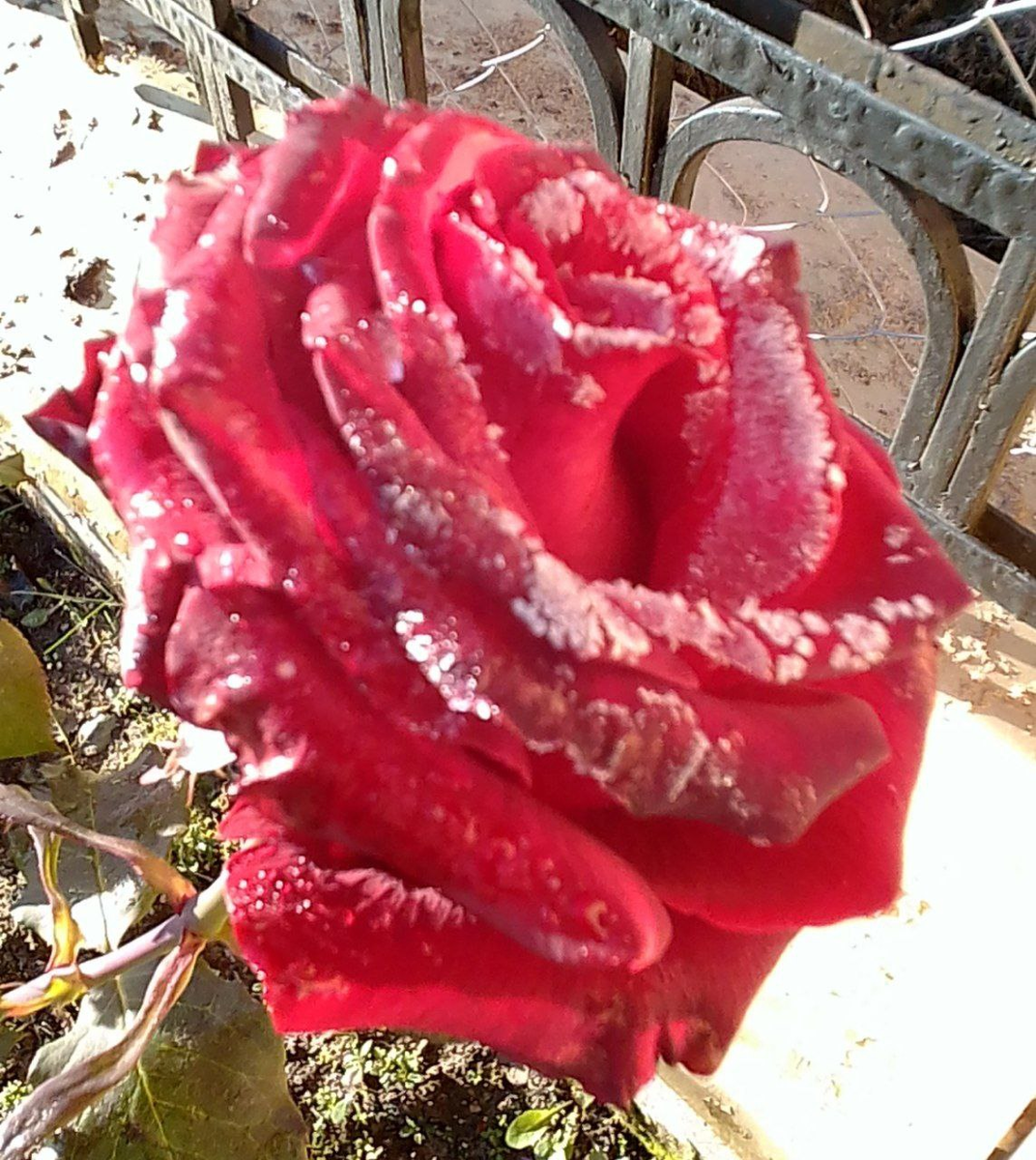 фото Стихи Поэта