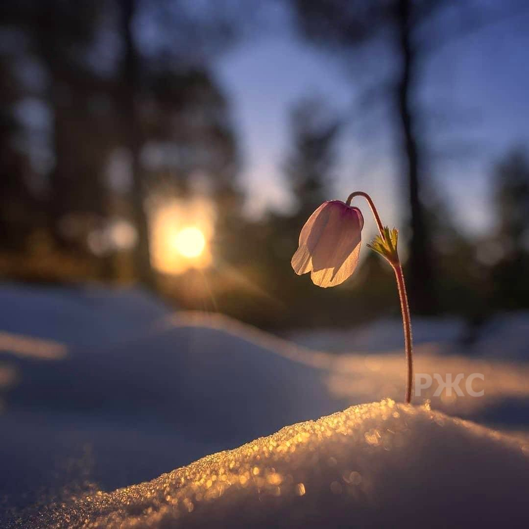 весна. весенняя капель. красивые весенние цветы. а знаешь к весне уже дни полетели. весна солнце.