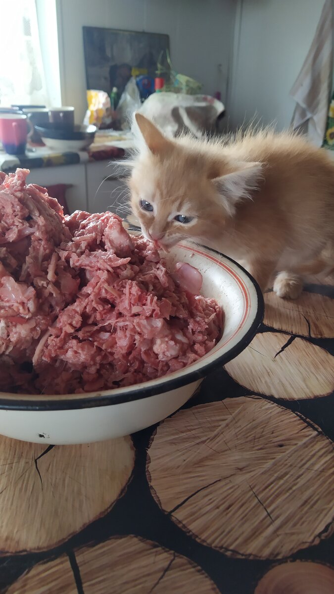 Кто сказал,  что у котёнка желудок с наперсток???!!! 