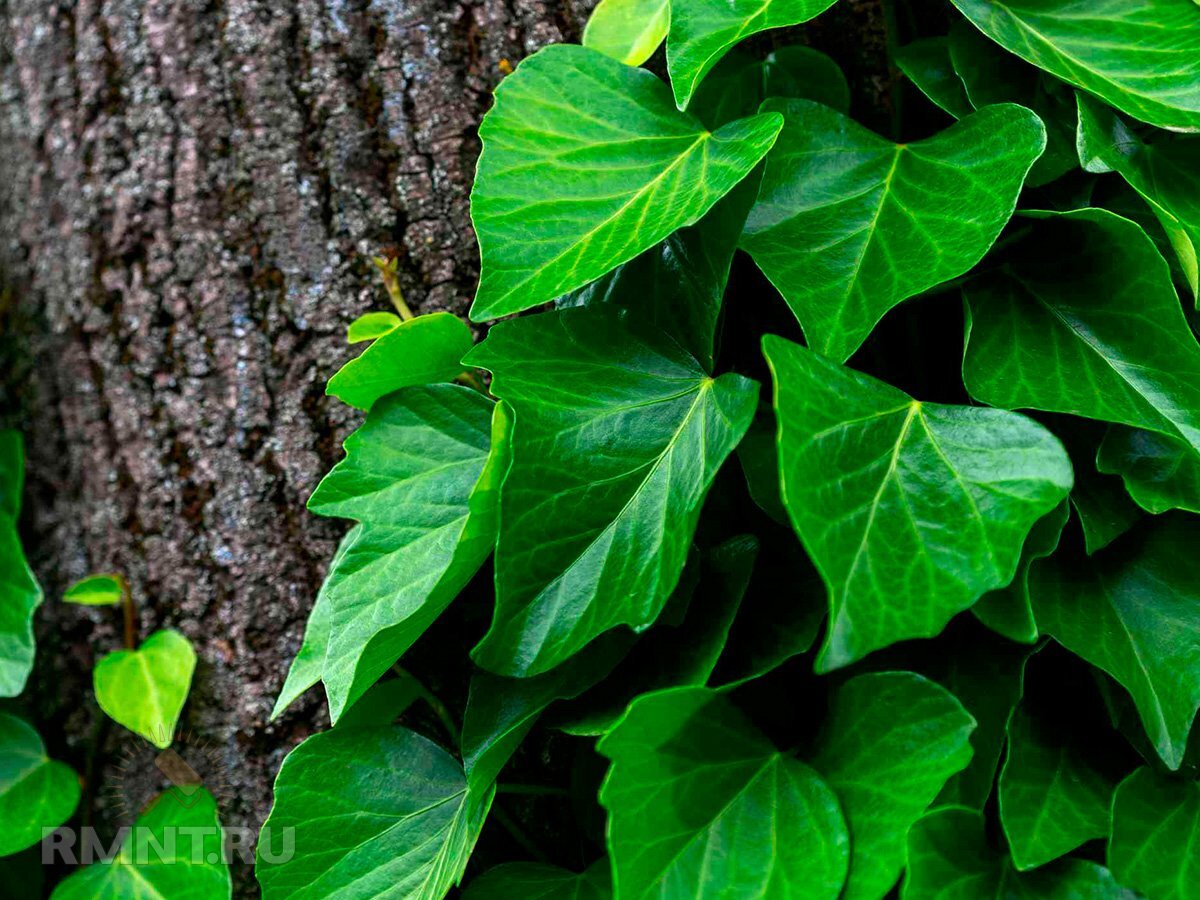 Hedera helix обыкновенный плющ – как густо сажать и ухаживать