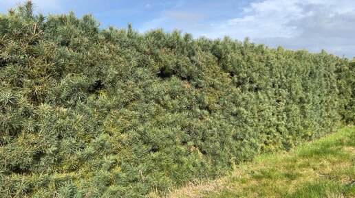 Сосна Обыкновенная/Pinus sylvestris 'Norske Typ'