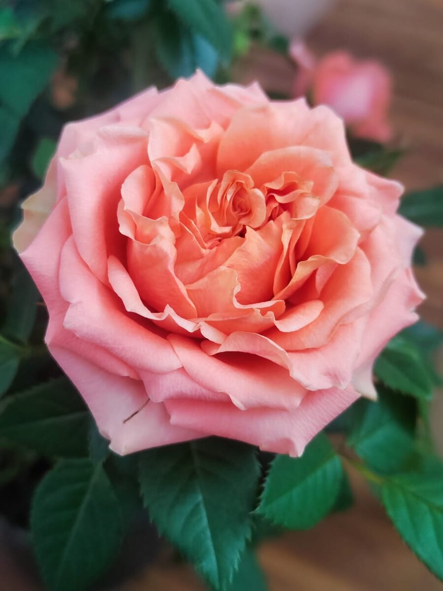 Роза🌹из серии Корданы.