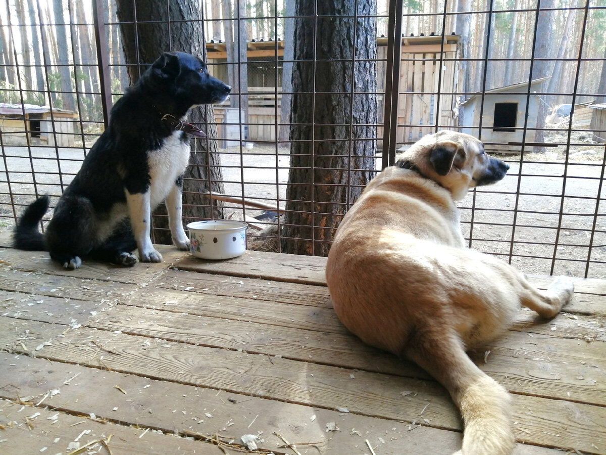 Гектор и Найда