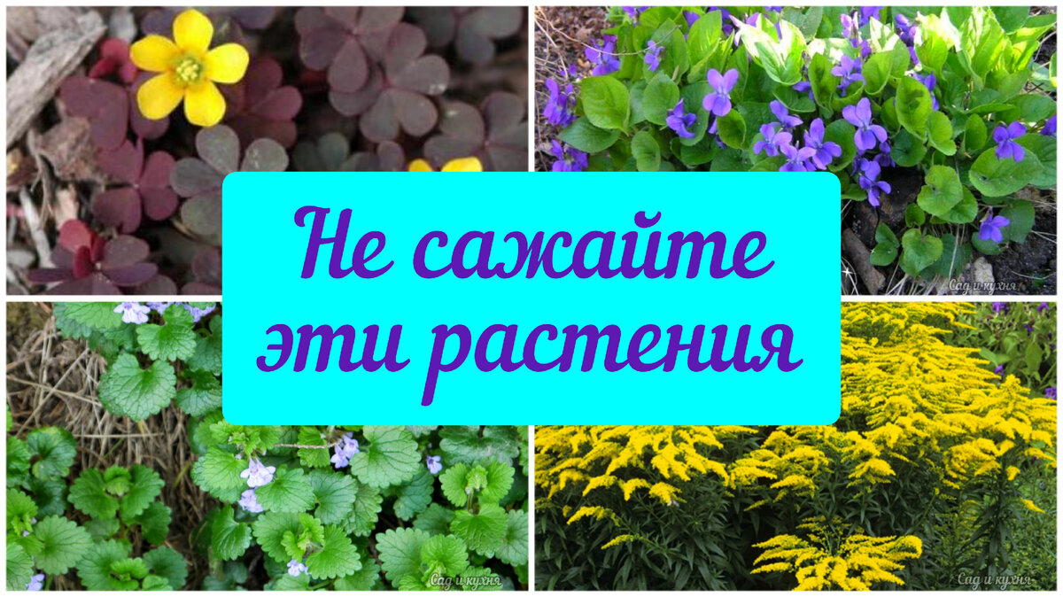 ✨️Эти растения я больше ни за что не посажу в саду и вот почему. | Сад и  кухня | Дзен