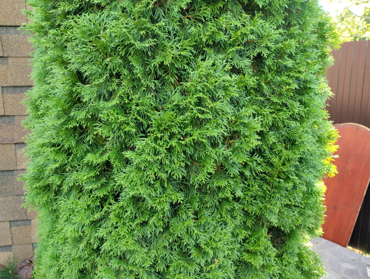 Внешний вид туи. 