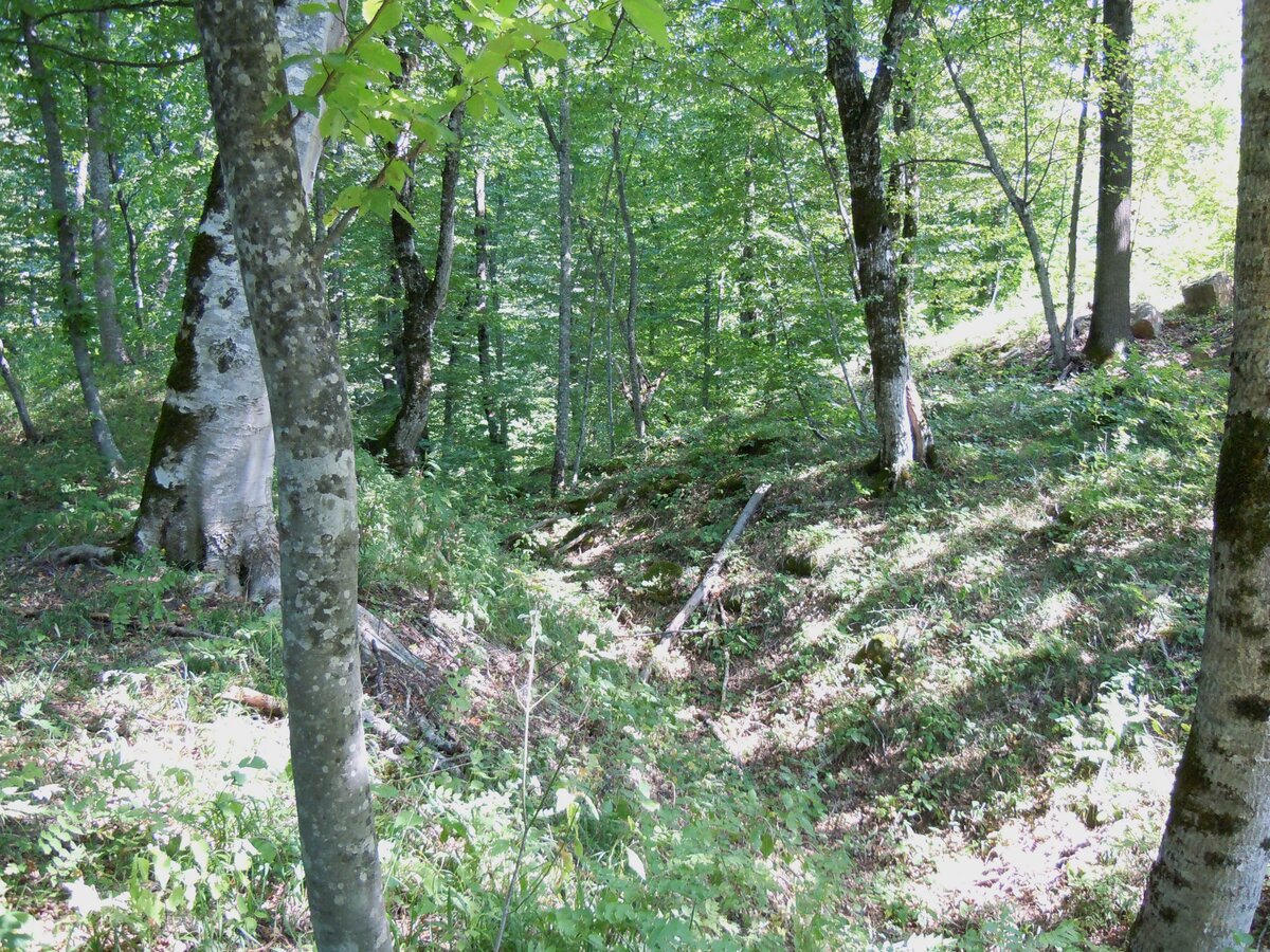 5. Вид на ложбину и южную половину с северной половины, т. е. на юго-восток