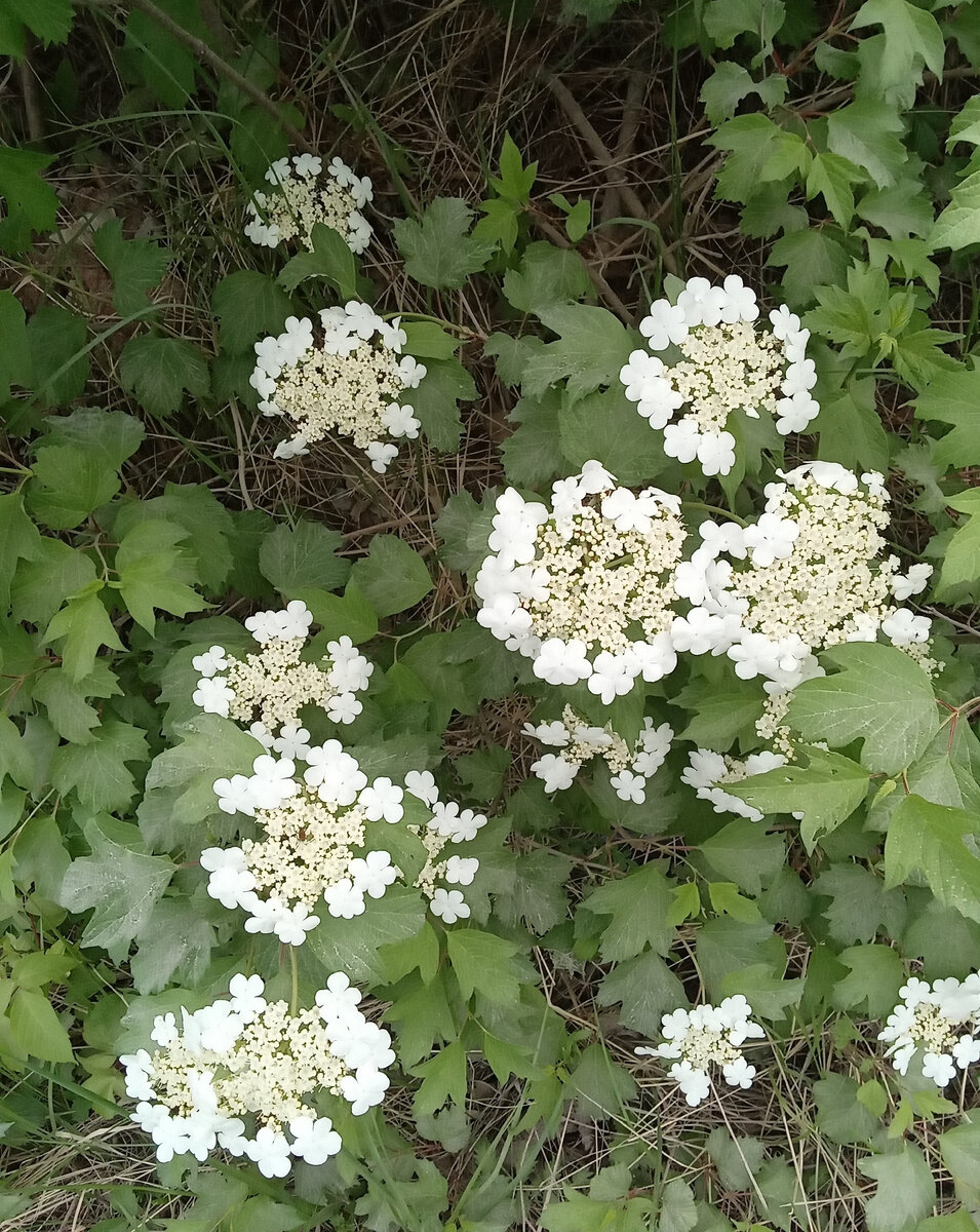 Белый цвет горькой калины. Фото автора канала.