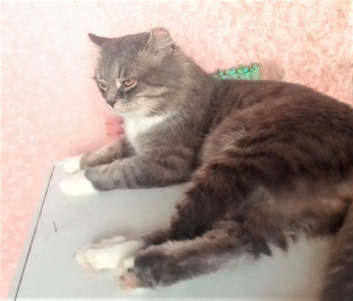 Левое ушко закручено