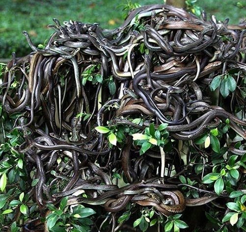 Змеиный остров - самый опасный в мире