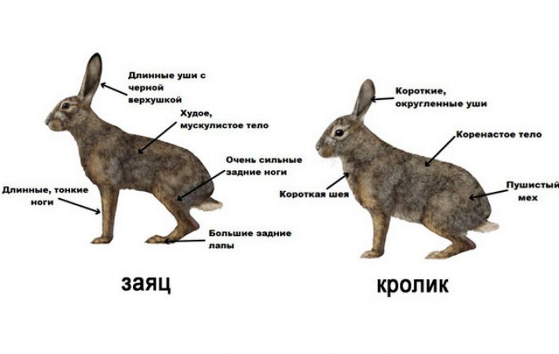 Здравствуйте друзья!  Заяц и кролик так похожи - невероятно симпатичные милахи.-2