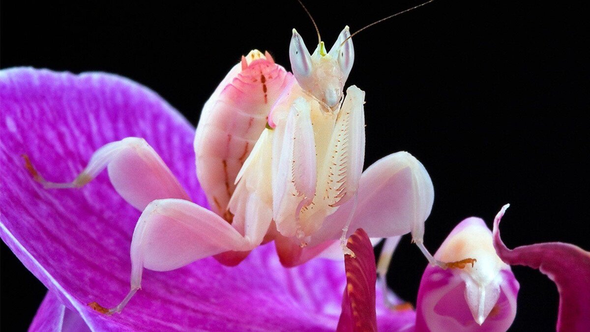 Виды насекомых в орхидеях. Орхидейный богомол. Малайзийский орхидейный богомол. Орхидейный богомол самец. Орхидейный богомол (Hymenopus coronatus).