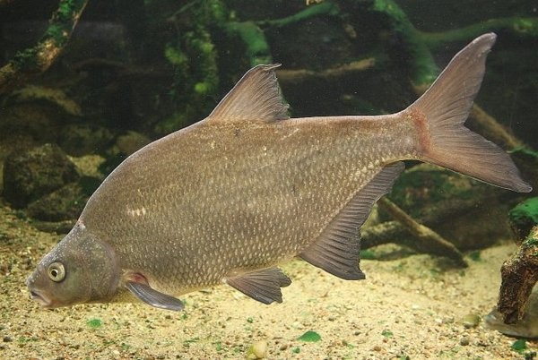 Лещ - самец.