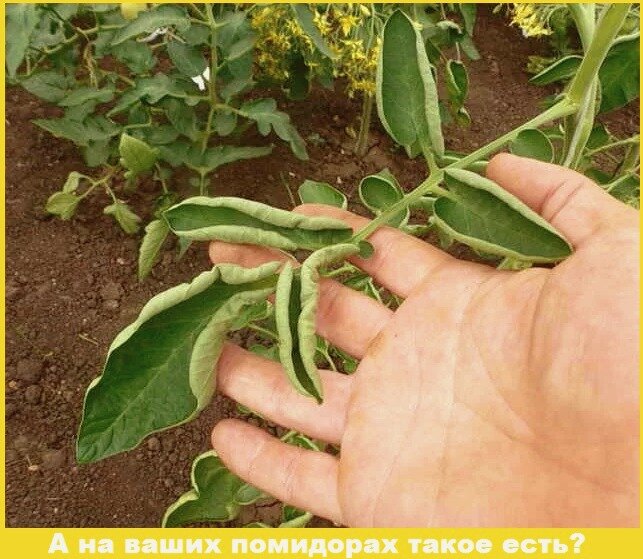 Сад и огород, урожай, садовод, помидоры, растения, овощи, полезные советы 